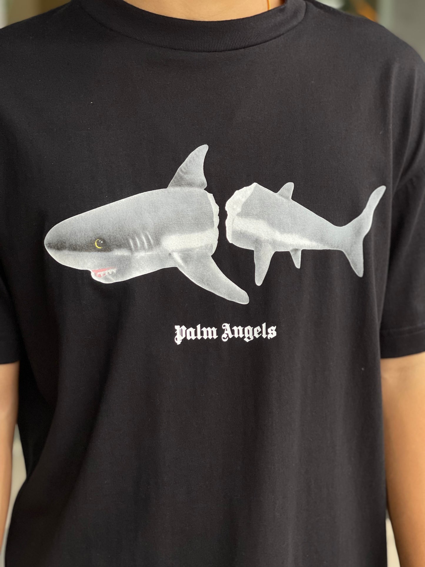 PALM ANGEL SHARK